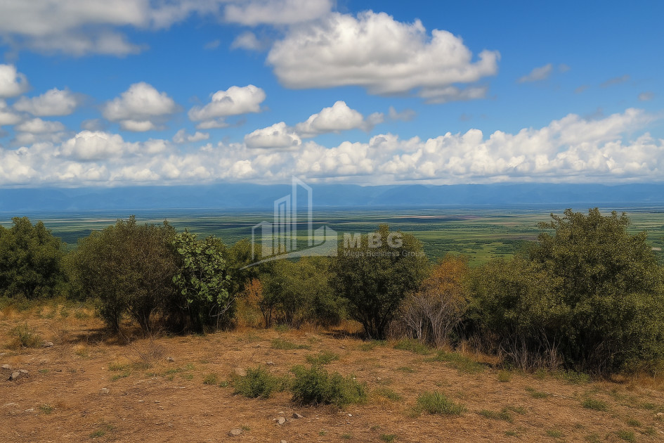 იყიდება მიწის ნაკვეთი სიღნაღი კახეთი