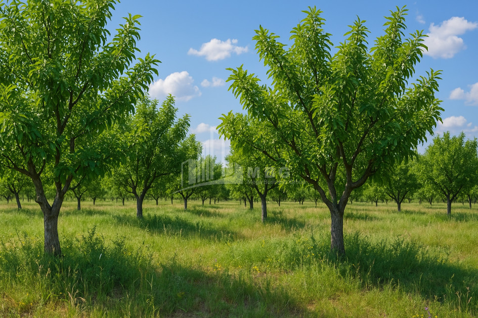 Продается Земля ли Каспси Шида Картли