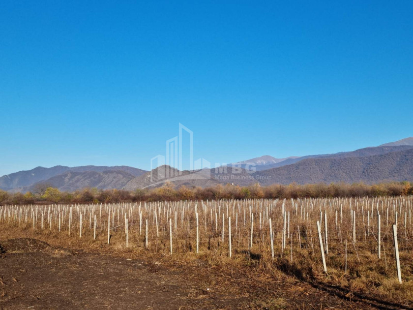 For Sale Land Eniseli Kvareli Kakheti