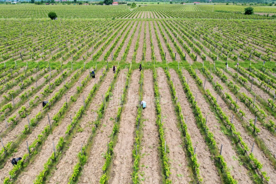 For Sale Land Shilda Kvareli Kakheti