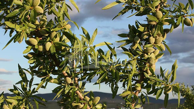 For Sale Land Marneuli Kvemo Kartli