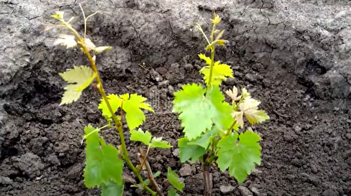 For Sale Land Gori Shida Kartli