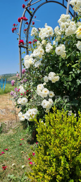 Продается Коммерческий Хашми Сагареджо Кахети