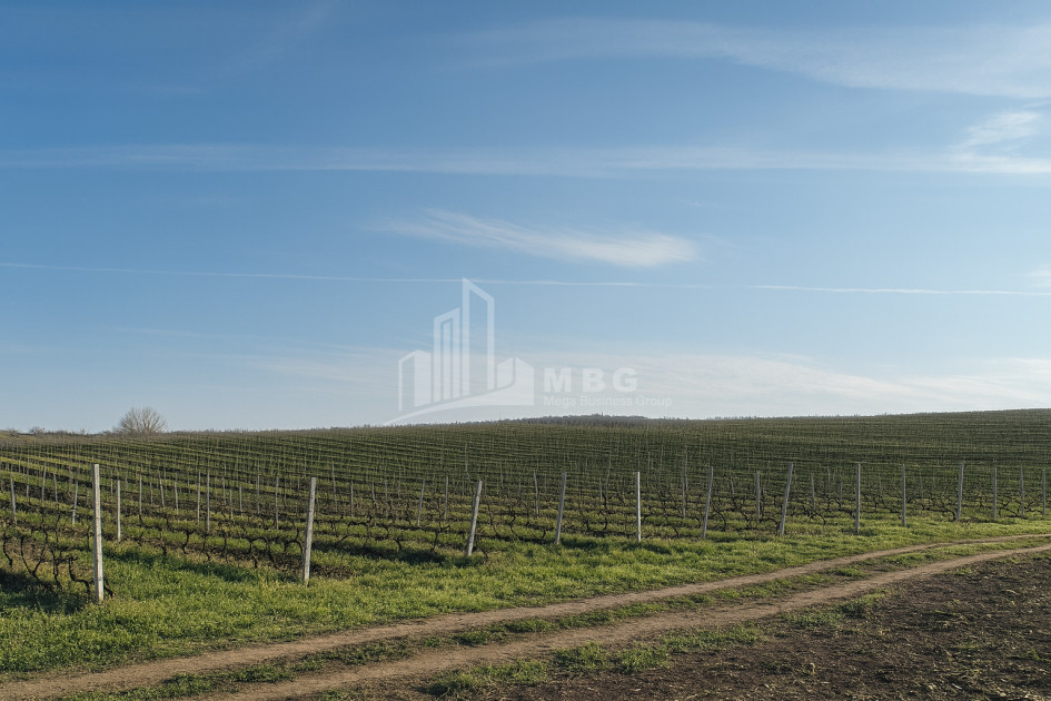 For Sale Land Zegaani Gurjaani Kakheti