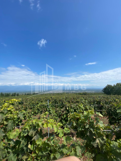 For Sale Land Zegaani Gurjaani Kakheti