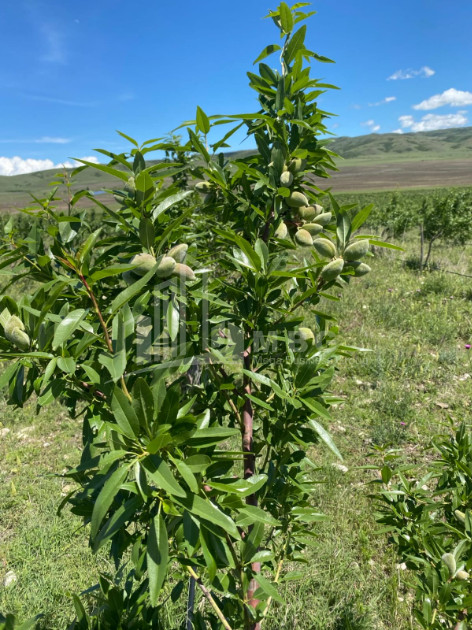 Продается Земля Сартичала Гардабани Квемо Картли