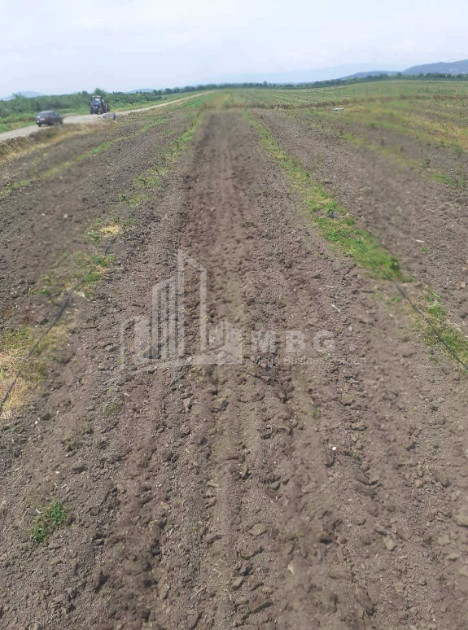 იყიდება მიწის ნაკვეთი სენაკი სამეგრელო   ზემო სვანეთი