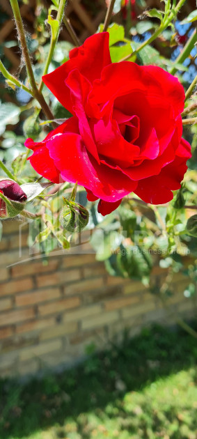 Продается Коммерческий Хашми Сагареджо Кахети