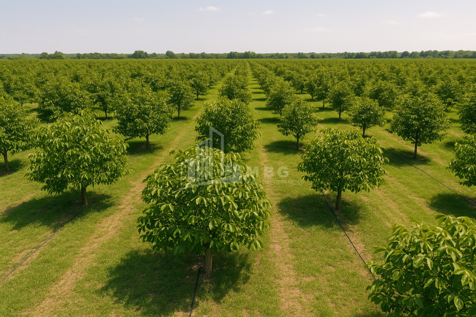 Продается Земля ли Каспси Шида Картли