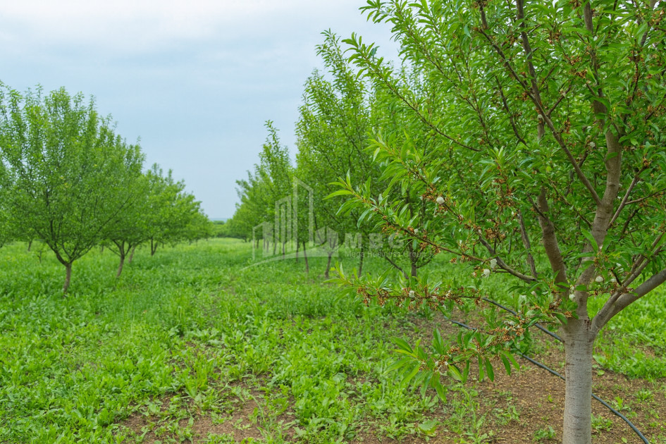 Продается Земля Болниси Квемо Картли