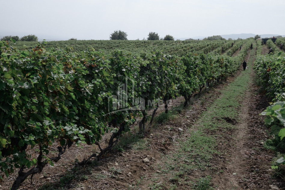 For Sale Land Zegaani Gurjaani Kakheti