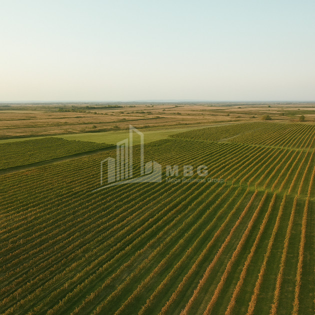 Продается Земля Бакурцихе Гурджаани Кахети