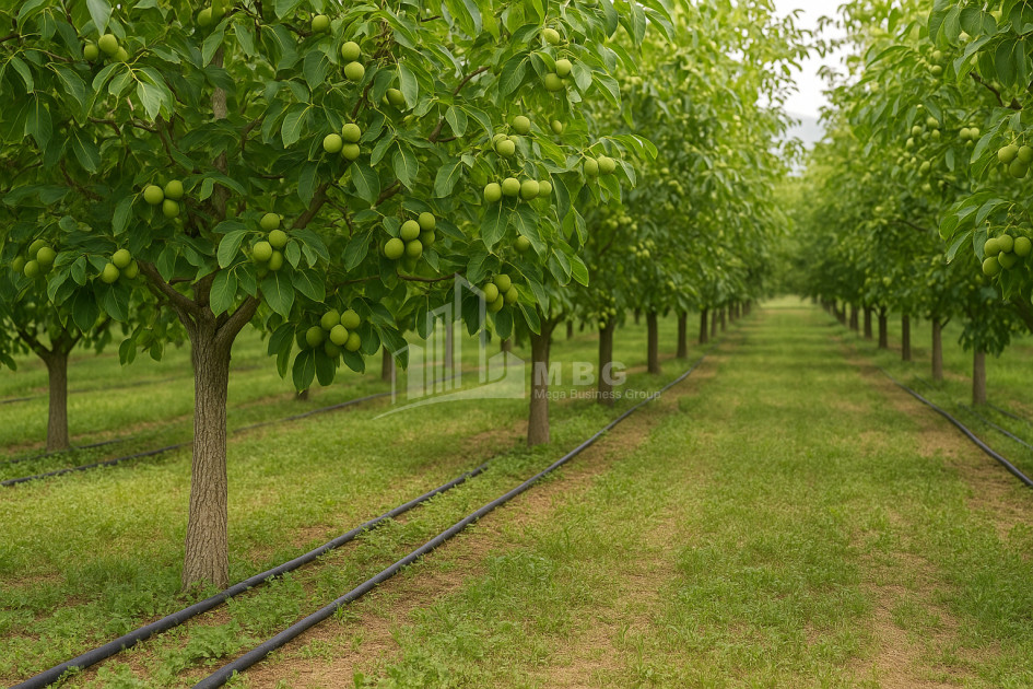 Продается Земля ли Каспси Шида Картли