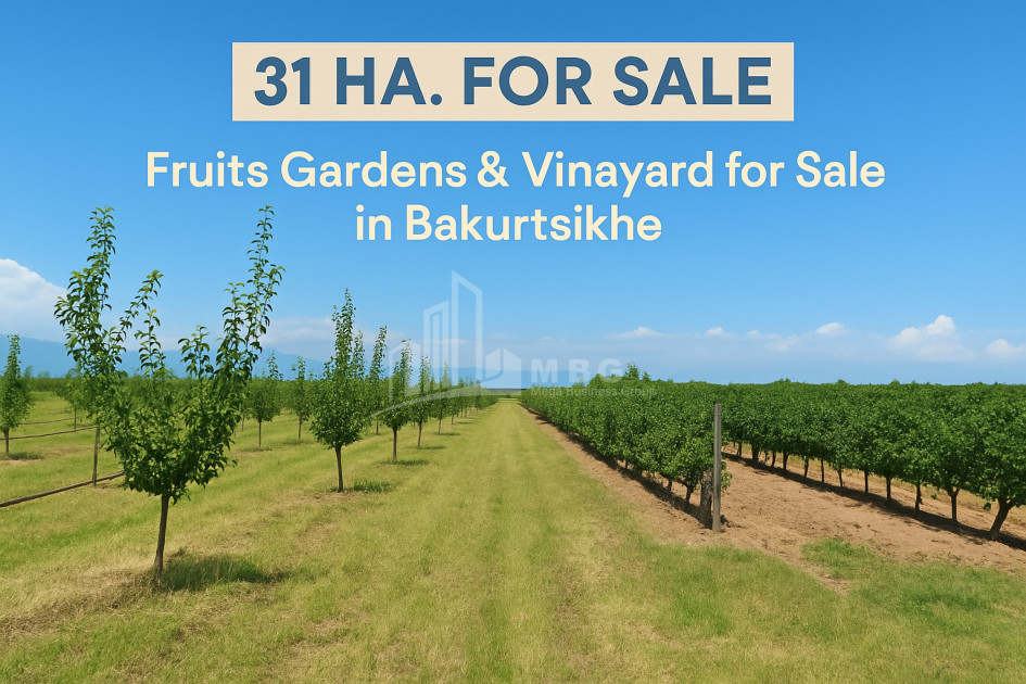 Продается Земля Бакурцихе Гурджаани Кахети