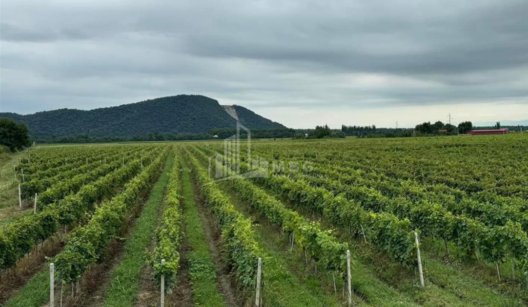 For Sale Commercial Shilda Kvareli Kakheti