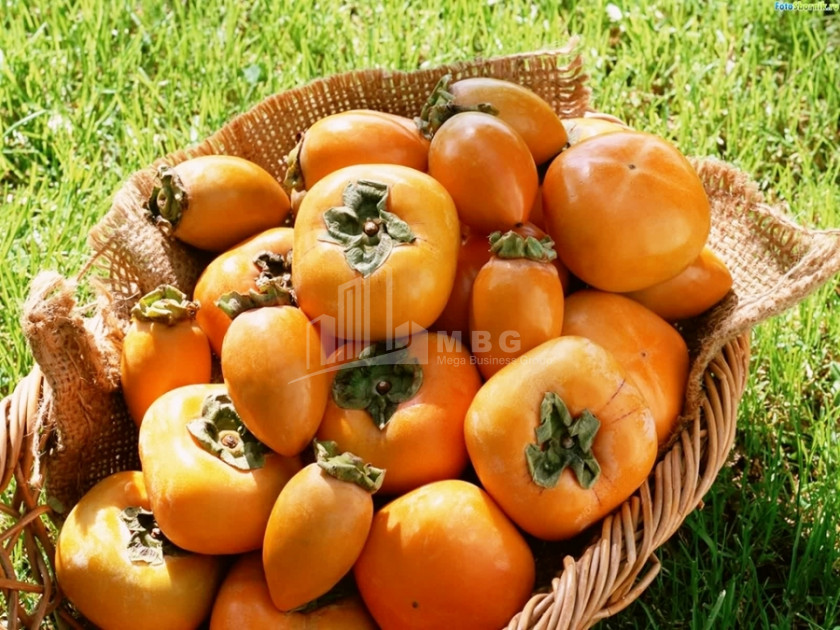 For Sale Land Marneuli Kvemo Kartli