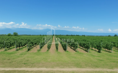 Продается Земля Бакурцихе Гурджаани Кахети