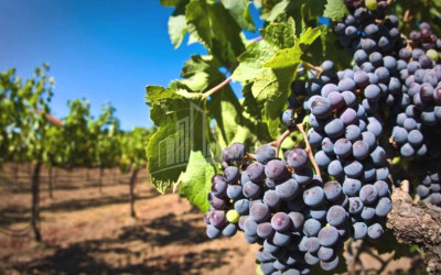 Продается Земля Кварели Кахети