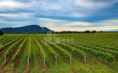 For Sale Commercial Shilda Kvareli Kakheti