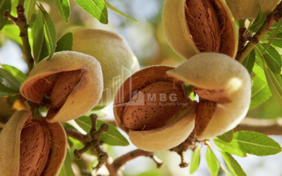 For Sale Land Marneuli Kvemo Kartli