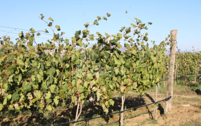 იყიდება კომერციული ფართი დოესი კასპი შიდა ქართლი