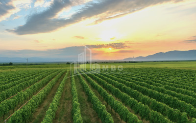 Продается Земля Шильда Кварели Кахети