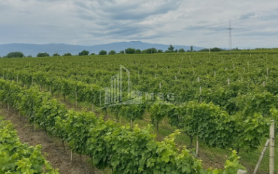 For Sale Commercial Shilda Kvareli Kakheti