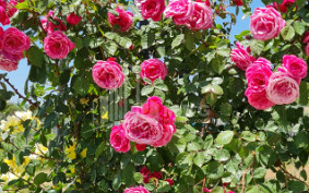 Продается Коммерческий Хашми Сагареджо Кахети