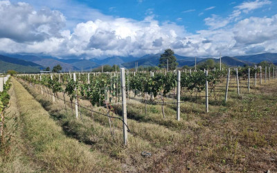 For Sale Land Eniseli Kvareli Kakheti