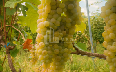 For Sale Land Tsinandali Telavi Kakheti