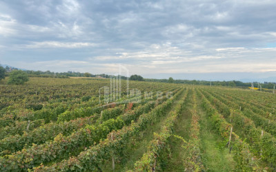 For Sale Land Tsinandali Telavi Kakheti