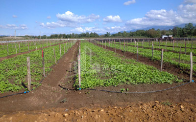 იყიდება მიწის ნაკვეთი გურია