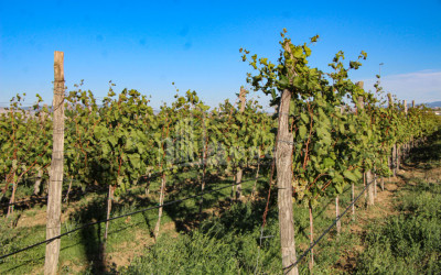 იყიდება კომერციული ფართი დოესი კასპი შიდა ქართლი