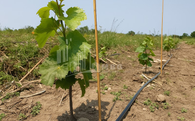 For Sale Land Gori Shida Kartli