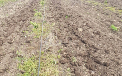 იყიდება მიწის ნაკვეთი სენაკი სამეგრელო   ზემო სვანეთი