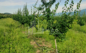 For Sale Land Marneuli Kvemo Kartli