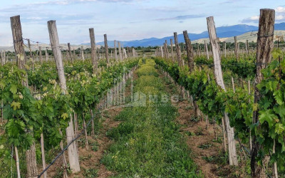 იყიდება კომერციული ფართი დოესი კასპი შიდა ქართლი