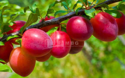 For Sale Land Marneuli Kvemo Kartli