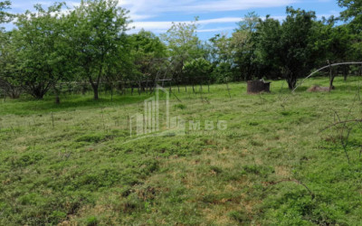 For Sale Land Grigoleti Lanchkhuti Municipalities of Guria
