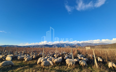 For Sale Land Shilda Kvareli Kakheti