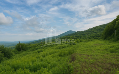 იყიდება მიწის ნაკვეთი სიღნაღი კახეთი