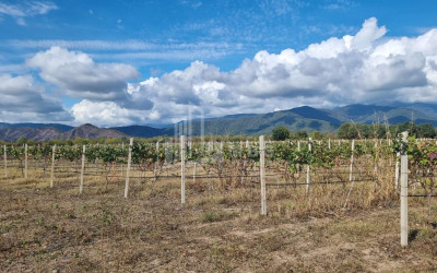 For Sale Land Eniseli Kvareli Kakheti