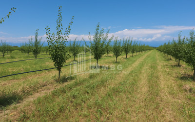 Продается Земля Бакурцихе Гурджаани Кахети