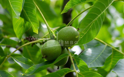 Продается Земля ли Каспси Шида Картли