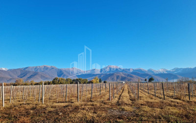 For Sale Land Eniseli Kvareli Kakheti