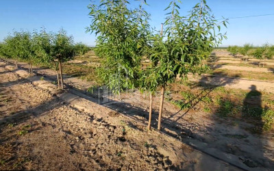 იყიდება მიწის ნაკვეთი მარნეული ქვემო ქართლი