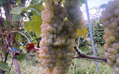 For Sale Land Tsinandali Telavi Kakheti