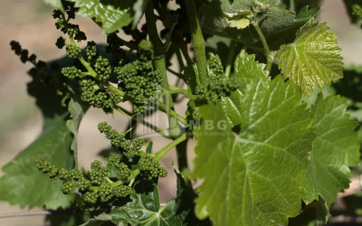 Продается Коммерческий Хашми Сагареджо Кахети