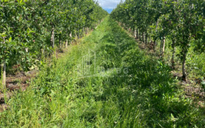 For Sale Land Gori Shida Kartli