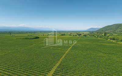 Продается Земля Шильда Кварели Кахети